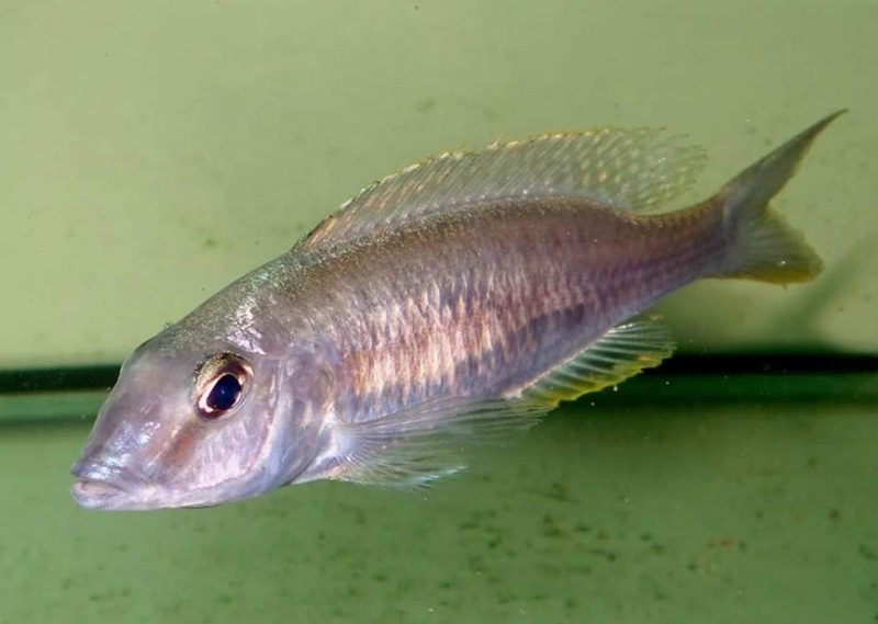 Otopharynx styrax 'Itungi'